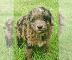 Aussie-Poo-Aussiedoodle Mix Puppy for sale in TAYLOR, TX, USA