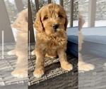 Small Photo #2 Goldendoodle (Miniature) Puppy For Sale in RANDOLPH, WI, USA