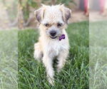Small #3 Border Terrier Mix