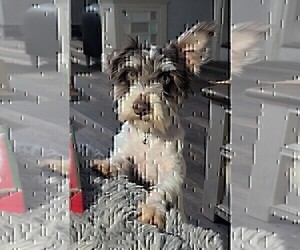 Schnauzer (Miniature) Puppy for sale in GOSHEN, IN, USA