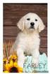 Small Photo #4 English Cream Golden Retriever Puppy For Sale in JEFFERSON, GA, USA