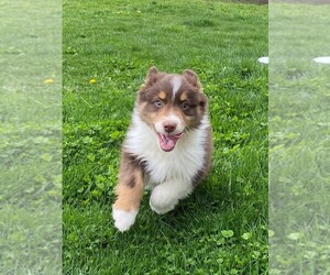 Australian Shepherd Puppy for sale in JEROMESVILLE, OH, USA