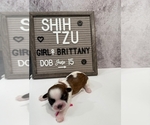 Puppy 4 Shih Tzu