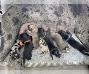 Great Dane Puppy for Sale in WEATHERFORD, Texas USA