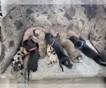 Image preview for Ad Listing. Nickname: Litter of 7