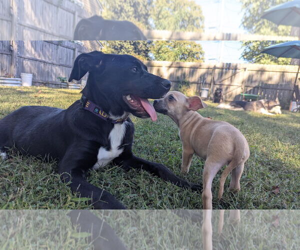 Medium Photo #5 Labrador Retriever-Unknown Mix Puppy For Sale in Oakhurst, NJ, USA
