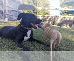 Small #4 Labrador Retriever Mix