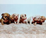 Image preview for Ad Listing. Nickname: Litter of 7