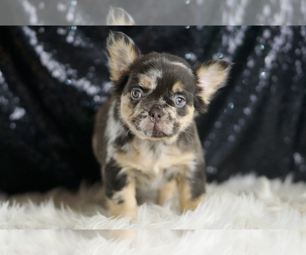 Medium Photo #106 French Bulldog Puppy For Sale in WARSAW, IN, USA