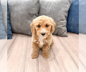 Medium Miniature Labradoodle