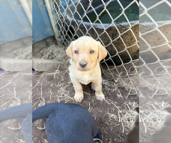 Medium Photo #2 Labrador Retriever Puppy For Sale in BEAVERCREEK, OR, USA