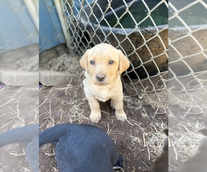 Medium Labrador Retriever