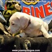 Small Photo #105 Dogo Argentino Puppy For Sale in JANE, MO, USA