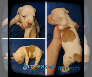 Olde English Bulldogge Puppy for sale in WHEELER, MI, USA