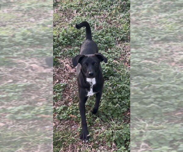 Medium Photo #1 Mutt Puppy For Sale in Boston, MA, USA