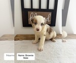 Puppy Brownie Australian Shepherd