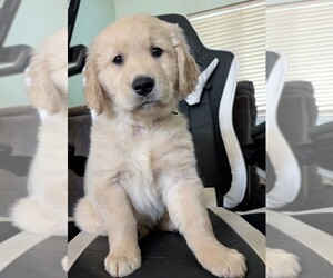 Golden Retriever Puppy for sale in MODESTO, CA, USA
