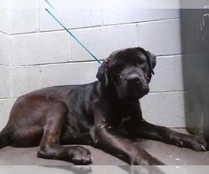 Labrador Retriever-Unknown Mix Dogs for adoption in Tulsa, OK, USA