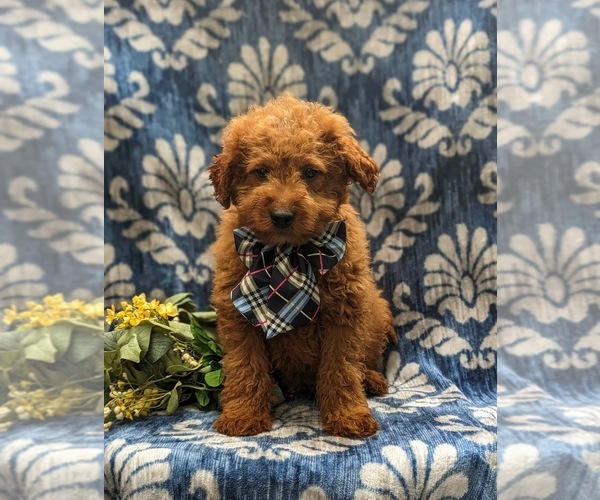 Medium Photo #3 Goldendoodle (Miniature) Puppy For Sale in LINCOLN UNIVERSITY, PA, USA