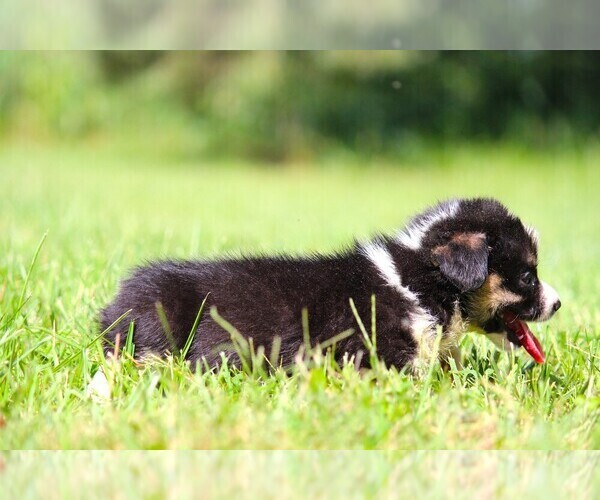 Medium Photo #7 Pembroke Welsh Corgi Puppy For Sale in FORT MADISON, IA, USA