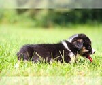 Small #6 Pembroke Welsh Corgi