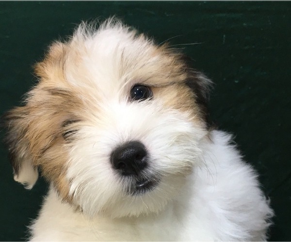 Medium Photo #23 Havanese Puppy For Sale in FENTON, MO, USA