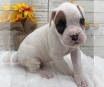 Small #4 Boxer