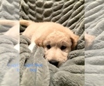 Puppy 6 Goldendoodle-Great Pyrenees Mix