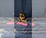 Small #1 Yorkshire Terrier