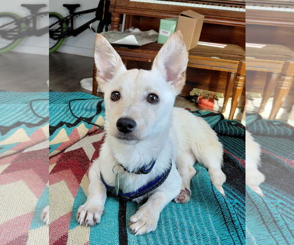 Medium Photo #1 Chihuahua-Unknown Mix Puppy For Sale in Bellevue, WA, USA