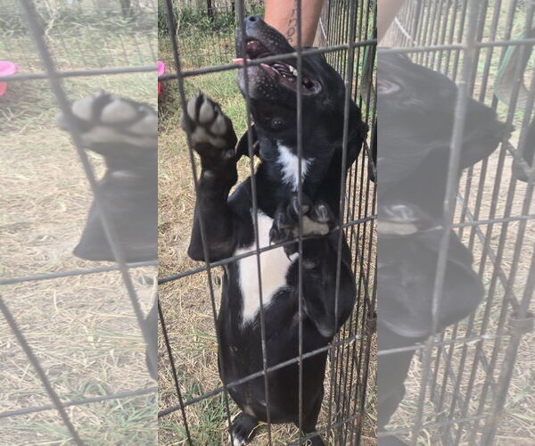 Medium Photo #4 Dachshund-Unknown Mix Puppy For Sale in Jackson, MS, USA
