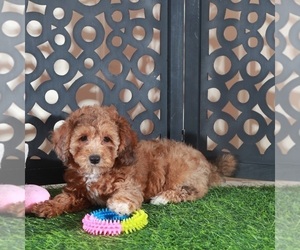Poodle (Miniature) Puppy for sale in MOUNT VERNON, OH, USA