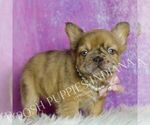 Small #3 French Bulldog