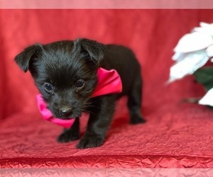 Schipperke-Yorkshire Terrier Mix Puppy for sale in LANCASTER, PA, USA