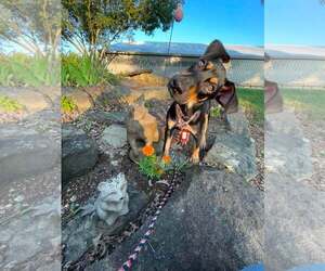 Doberman Pinscher Dogs for adoption in Aurora, OH, USA