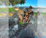 Small Doberman Pinscher