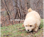 Small Photo #4 Goldendoodle Puppy For Sale in MILFORD, MI, USA