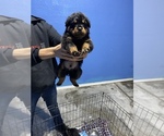 Small Photo #2 Rottweiler Puppy For Sale in LINDEN, CA, USA