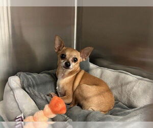 Chihuahua Dogs for adoption in Rancho Cucamonga, CA, USA