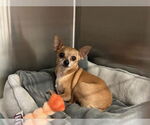 Small Chihuahua