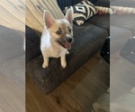 Small #91 Pomsky
