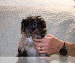 Small #14 Yorkiepoo mix (+ Poodle Toy)