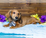 Puppy Teddy Dachshund
