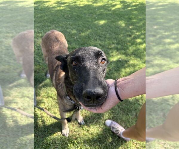 Medium Photo #4 Mutt Puppy For Sale in Imlay City, MI, USA