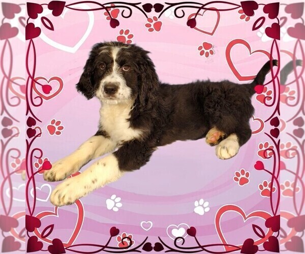 Medium Photo #6 Bernedoodle Puppy For Sale in BLACK FOREST, CO, USA