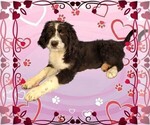 Small Photo #42 Bernedoodle Puppy For Sale in BLACK FOREST, CO, USA