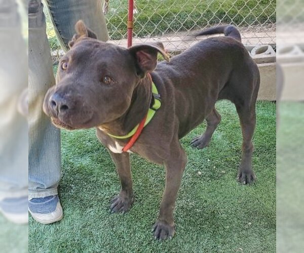 Medium Photo #2 American Pit Bull Terrier-Unknown Mix Puppy For Sale in Ventura, CA, USA