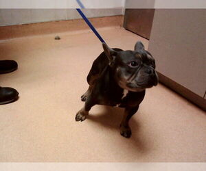 French Bulldog Dogs for adoption in Martinez, CA, USA