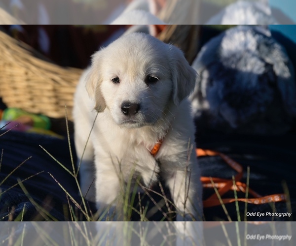 Medium Photo #14 Golden Retriever Puppy For Sale in WILTON, CA, USA
