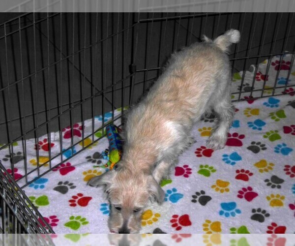 Medium Photo #6 Schnoodle (Miniature) Puppy For Sale in ORO VALLEY, AZ, USA